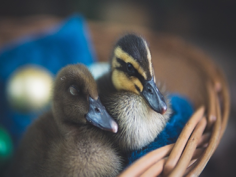 试管后助孕(精子无力能试管)
